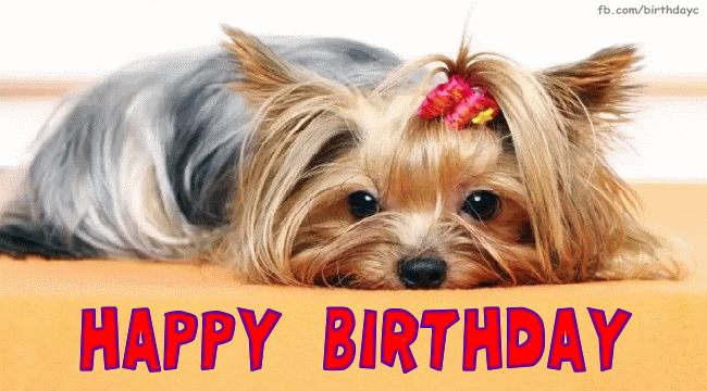 Cute dog, birthday gif message