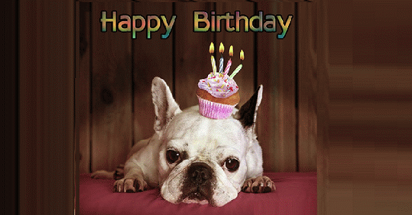 Dog, birthday greeting card
