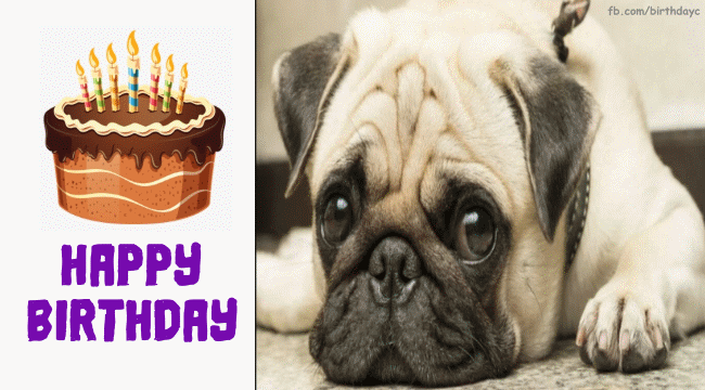 Cute dog, Birthday card gif