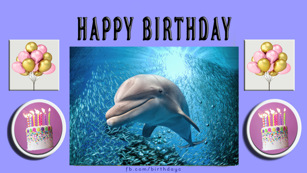 Happy birthday, cute dolphin card - Happy Birthday
