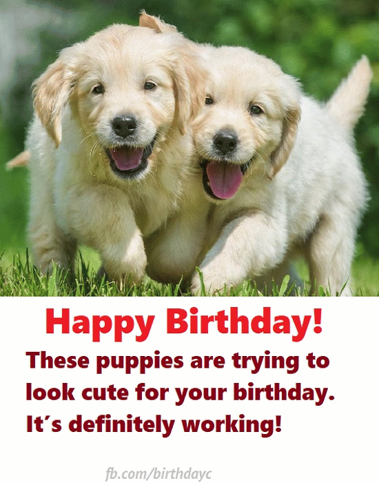 Happy Birthday! These puppies are | Birthday Greeting 