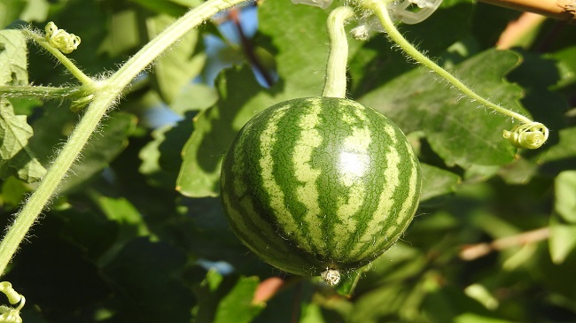 How To Grow Watermelon From Seed, Watermelon Growth Stages