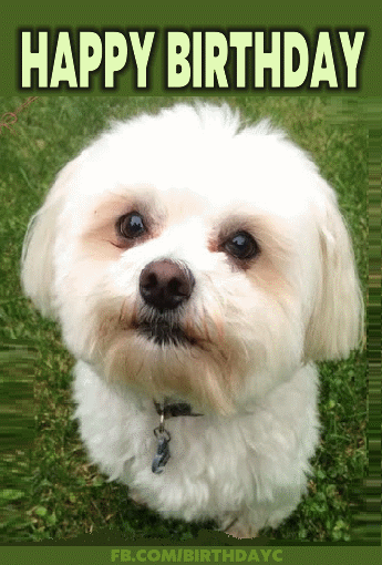 Cute white dog birthday greeting card | Birthday Greeting 