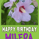 Happy Birthday Mileda