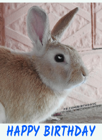 Cute bunny birthday greeting gif images