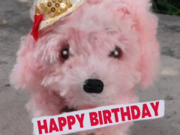 Happy Birthday cute dog gif